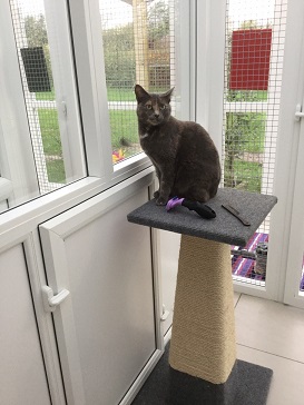 Oxfordshire Boarding Cattery