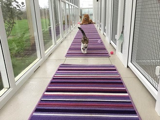 Oxfordshire Burford Cattery