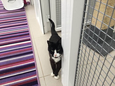Oxfordshire Boarding Cattery